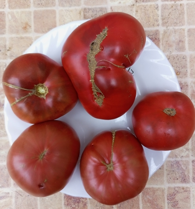 Томат Мглистая роза Дана (Dana's Dusky Rose)