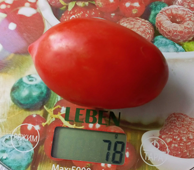 Томат Клавдия