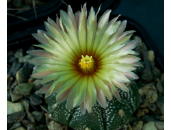 Astrophytum AS SUPER TOKUSHIRO orange fl - 5 семян
