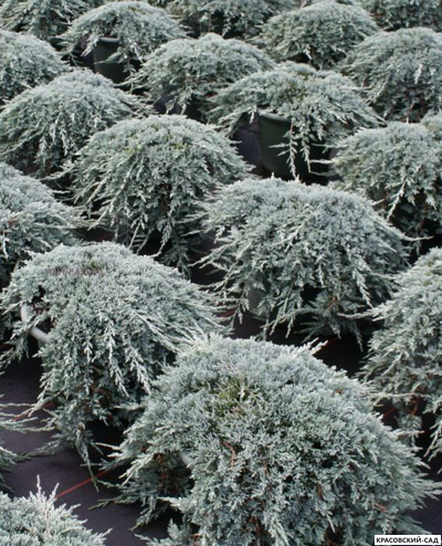 Можжевельник Айс Блю - Icee Blue
