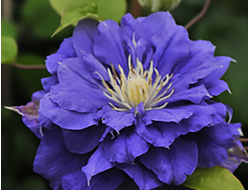 Клематис Kiri te kanawa, C2