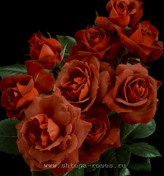 Хот Чоколэйт