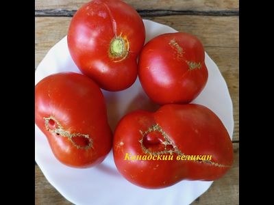 Томат Канадский великан