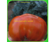 Томат Большой черный и красный кабан (Large Black and Red Boar)