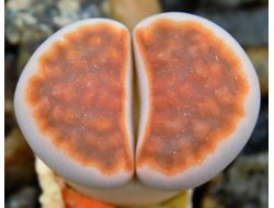Lithops karasmontana 'Lateritia' - 10 семян
