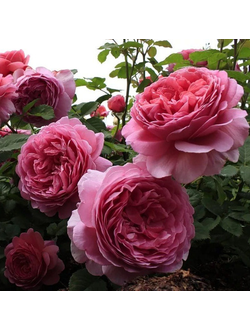 Принцесса Александра оф Кент (Princess Alexandra of Kent)