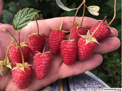 Малина Малиновая Гряда ремонтантная