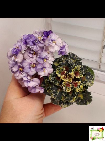 Heavenly Girl (Хевенли Гел), H.Pittman (пестролистный гёрл)