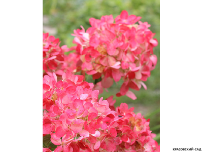 Гортензия метельчатая Вимс Ред