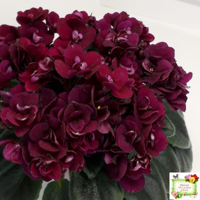 Precious Red (H. Pittman) (9724) 01/15/2007