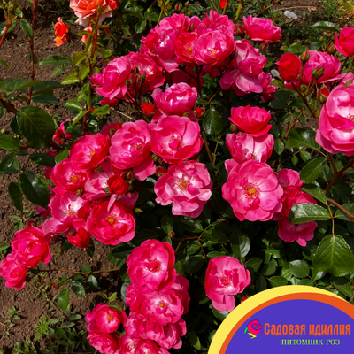 Ангела (Angela)