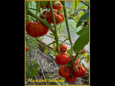 Томат Мамина любовь