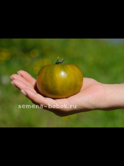 Томат Зеленая Тайна Личинки (Grub’s Mystery Green), 10 шт.