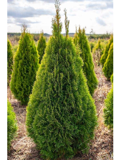 Туя западная Europa Gold