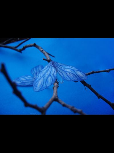 "Небокрылые феи весенних дождей", длинные серьги с шёлком и каплями