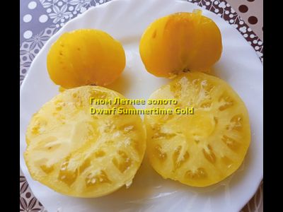 Томат Dwarf Summertime Gold (Гном Летнее Золото)