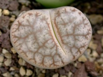 Lithops pseudotruncatella C067 - 10 семян