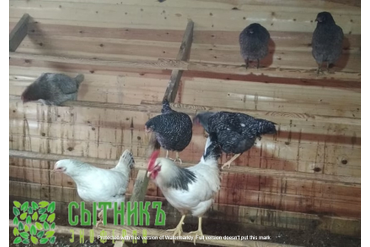 Куры и петухи зернового откорма