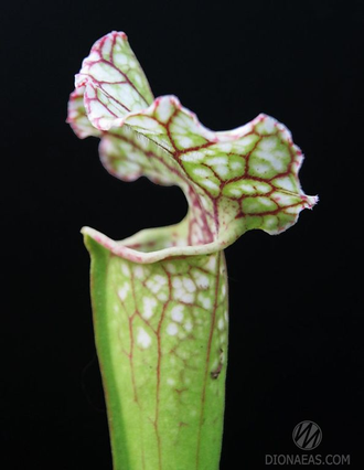 Семена Sarracenia Leucophylla hybrid A