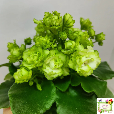 Irish Flirt (S.Sorano) (Айриш Флирт) 11/07/91