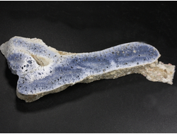 Коралл голубой Акори, Австралия (120*44*14 мм, 58 г) №37710