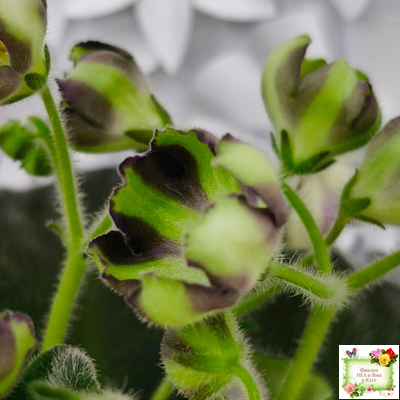 7 Белок (Калгины) химера (стартер сорт)