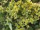 Euonymus fortunei &quot;Emerald &#039;n Gold&quot;