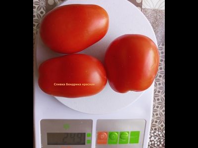 Томат Сливка Бендрика красная