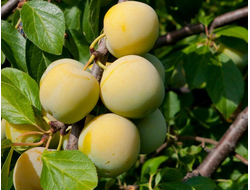 Ренклод колхозный (слива)