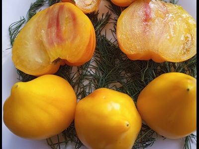 Томат Волшебные шляпы тетушки Гретель (Tante Gretels magische Hute)