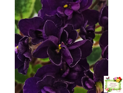 ЛЕ-Мия (Е.Лебецкая) 2018 г. (стартер)