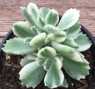 Cotyledon Tomentosa Variegata