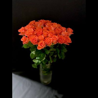 Роза  Россия сорт Вау 50 см. 51 шт.