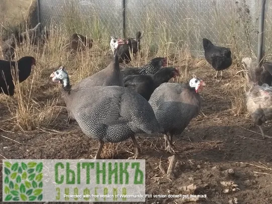 Фермерская цесарка с доставкой на дом