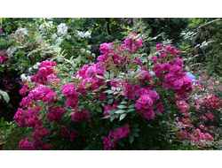 Dinky (Динки) ВЕСНА