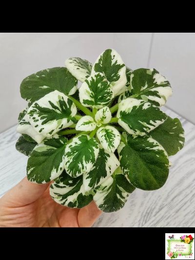 Н-Горный Воздух (Н. Бердникова) 2018