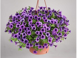 АМПЕЛЬНЫЕ ЦВЕТЫ