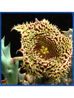 Huernia hystrix v. hystrix