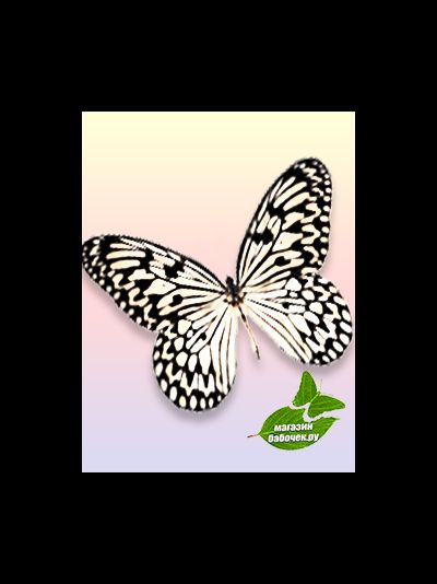 Идея левконоя 12-15 см