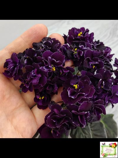 Mac&#039;s Black Uhuru (G. McDonald)