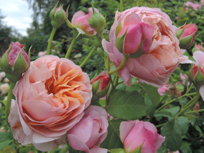 Питер Пауль Рубенс (Peter Paul Rubens)