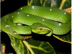 Борнейская куфия (Tropidolaemus subannulatus)