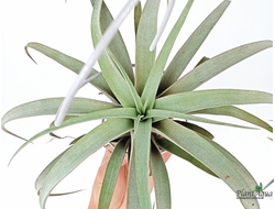 Тилландсия Silver rose