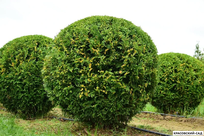 Туя Брабант в форме шара - Brabant