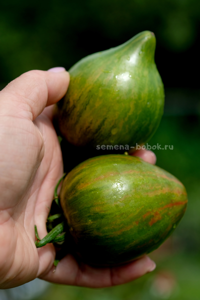 Томат VT-16 триколор, 10 шт