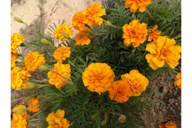 оранжевые бархатцы