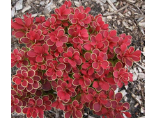 Барбарис тунберга Руби Стар