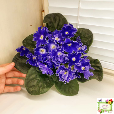 DS-Сияющий Колокольчик (Dimetris) 2014 г. (лист посажен 27.10.25)