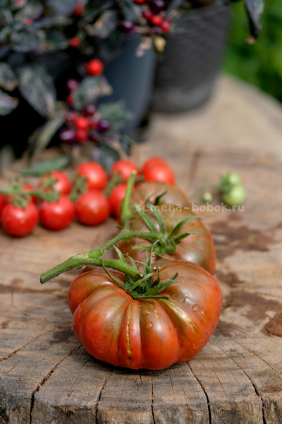 Томат Один Трюк Пони ( One Trick Pony), 10 шт