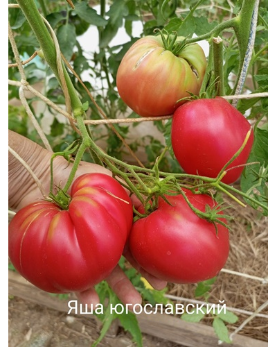 Томат Яша югославский (Yasha Yugoslavian)